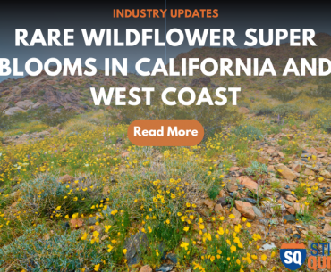 Rare wildflower super blooms in California