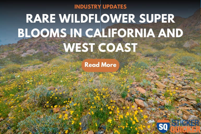 Rare wildflower super blooms in California