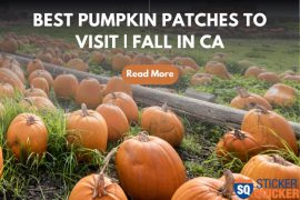 Best Pumpkin Patches to Visit - Fall in CA